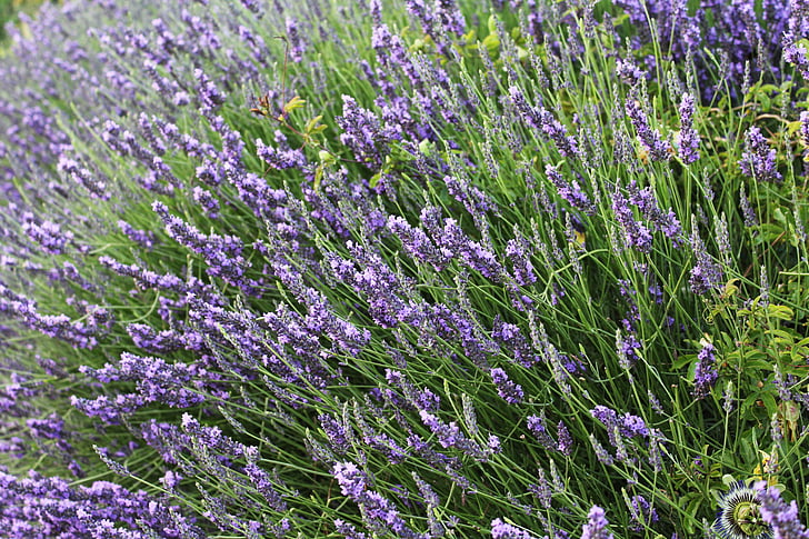 Hoa oải hương, Provence, Pháp, mùa hè, mùi hương, màu tím, Hoa