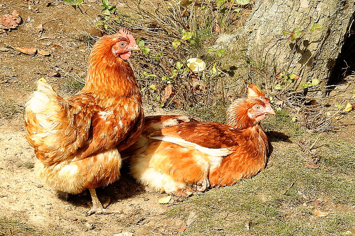 κοτόπουλα, κοτόπουλο, υπόλοιπο, πουλερικά, ζωικό κεφάλαιο, ήλιο του μεσημεριού, ζώο