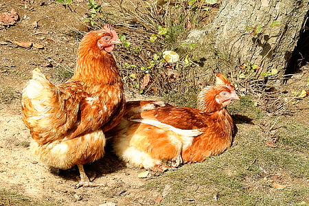chickens, chicken, rest, poultry, livestock, the midday sun, animal