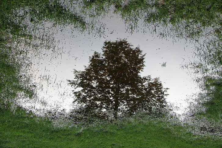 puddle, mirroring, nature, tree, meadow, landscape, outdoors