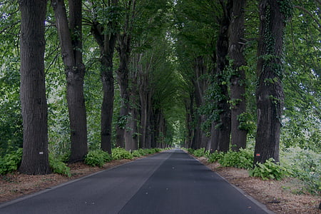 trees, road, distance, viewpoint, nature, landscape, forest
