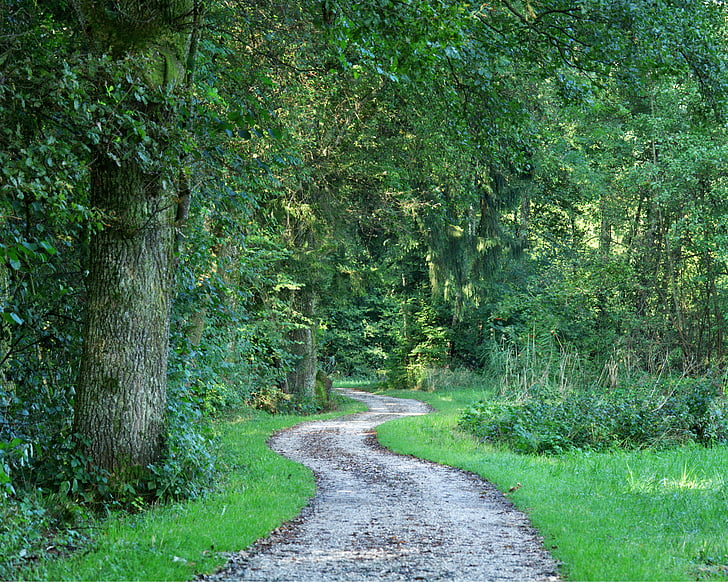 suite, chemin forestier, arbres, Lane, nature, vert, randonnée pédestre