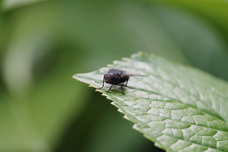 leaf, insect, fly, housefly, nature, animal, macro