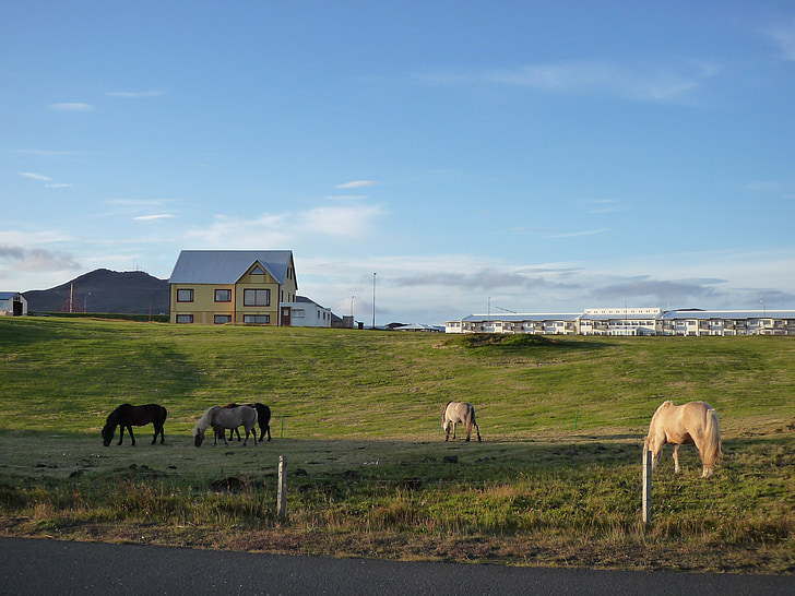 Izland, természet, lovak, táj