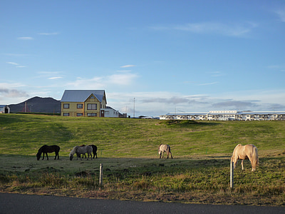 アイスランド, 自然, 馬, 風景