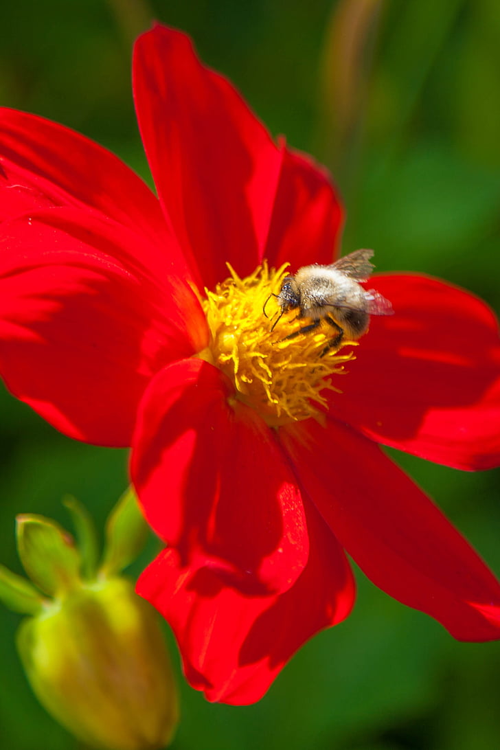 λουλούδι, μέλισσα, το καλοκαίρι, κινηματογράφηση σε πρώτο πλάνο, έντομο