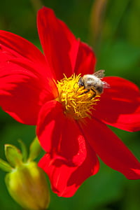 цвете, пчела, лято, едър план, насекоми