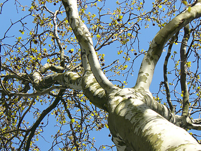 tree, sky, blue, aesthetic, branches, bark
