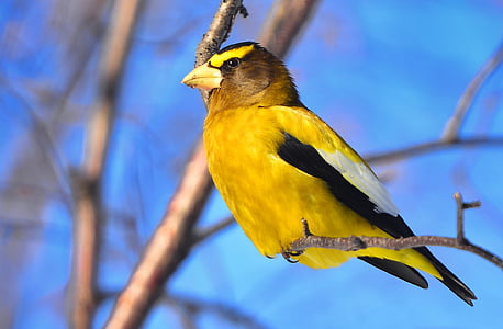 pták, světlé barvy, žlutočelý, Příroda, zvíře, volně žijící zvířata, žlutá