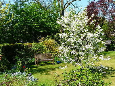 garden, spring, nature, cherry blossom, park, allotment