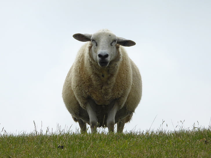 dike, sheep, nordfriesland, north sea, grass, lookout, top