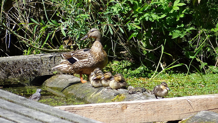patos selvagens, família pato, frango, jovem, Vale eselsburg, pássaro, animal