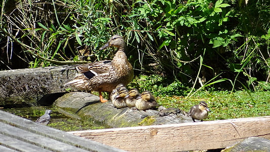 wild ducks, duck family, chicken, young, eselsburg valley, bird, animal