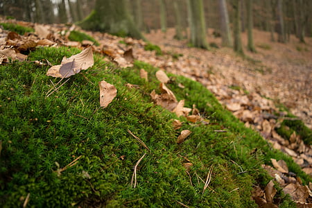 Moss, bosque, hojas, verde, naturaleza, otoño, Fluffy