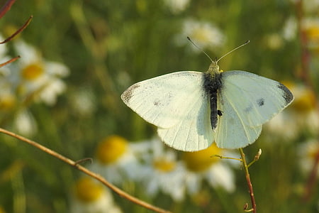 蝶, ホワイト, 昆虫, 夏, 自然, 蝶, 翼