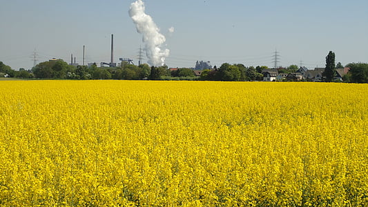 fornybar energi, feltet for rapeseeds, oljevekster voldtekt, gul, olje, Bio, feltet