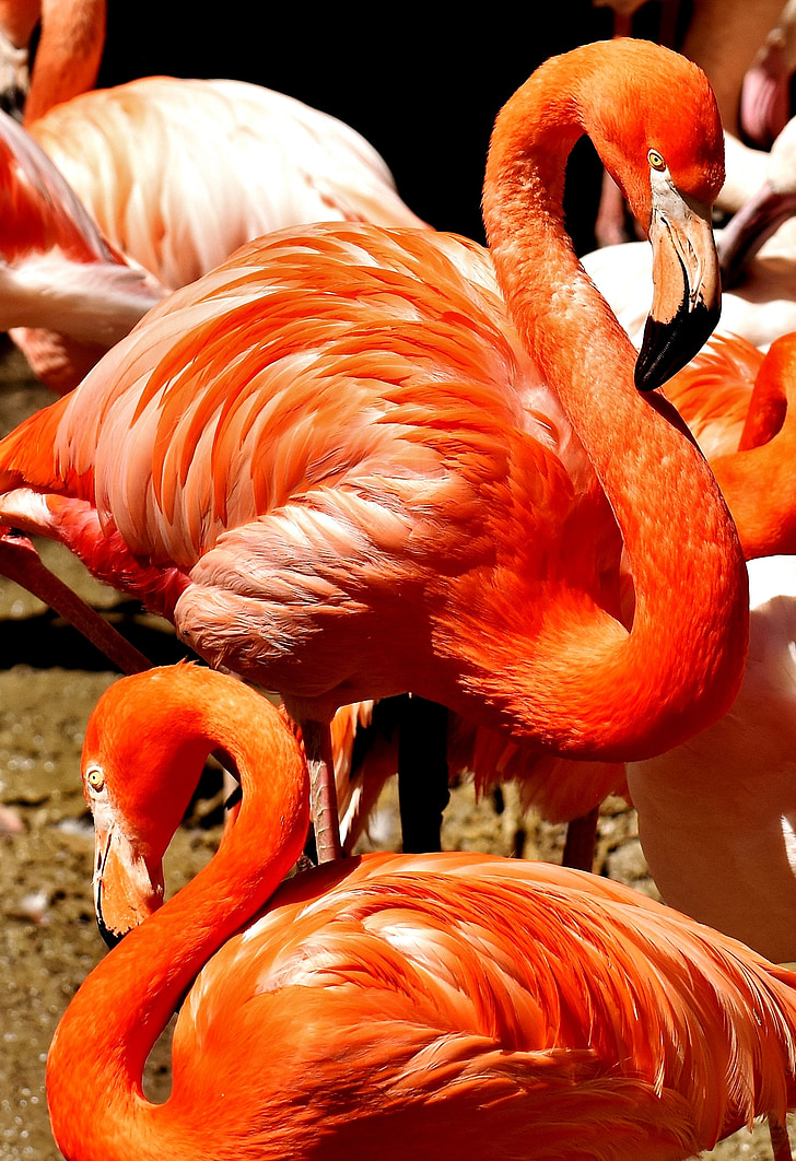 Flamingos, chim, nước chim, đầy màu sắc, động vật, bộ lông, Thiên nhiên