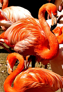 flamingos, birds, water bird, colorful, animals, plumage, nature