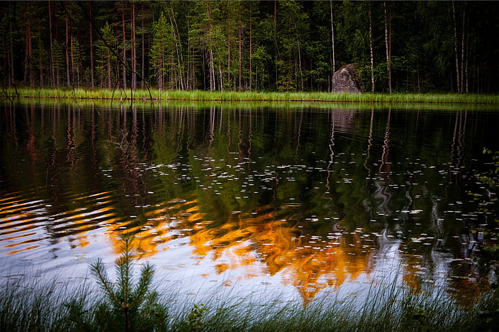 Foto, sjön, bredvid, skogen, vatten, reflektion, naturen