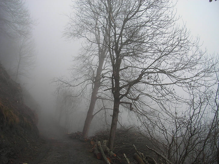 sương mù, cây, rừng, mùa thu, Thiên nhiên, tâm trạng, thần bí