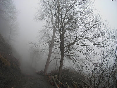 tåge, træer, skov, efterår, natur, humør, mystiske