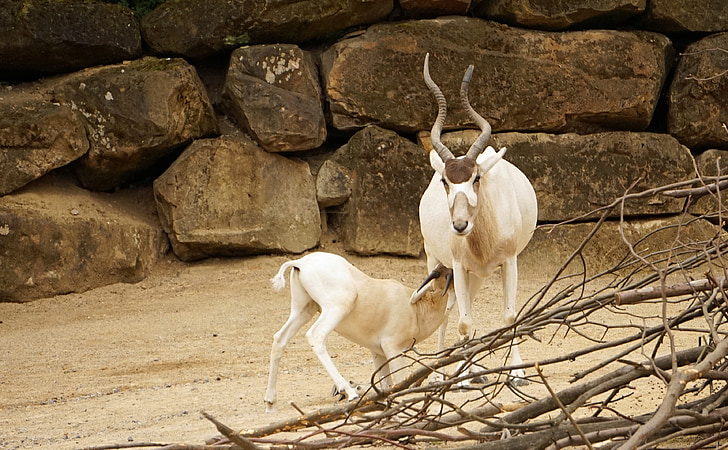 Addax, antilope, Zoo