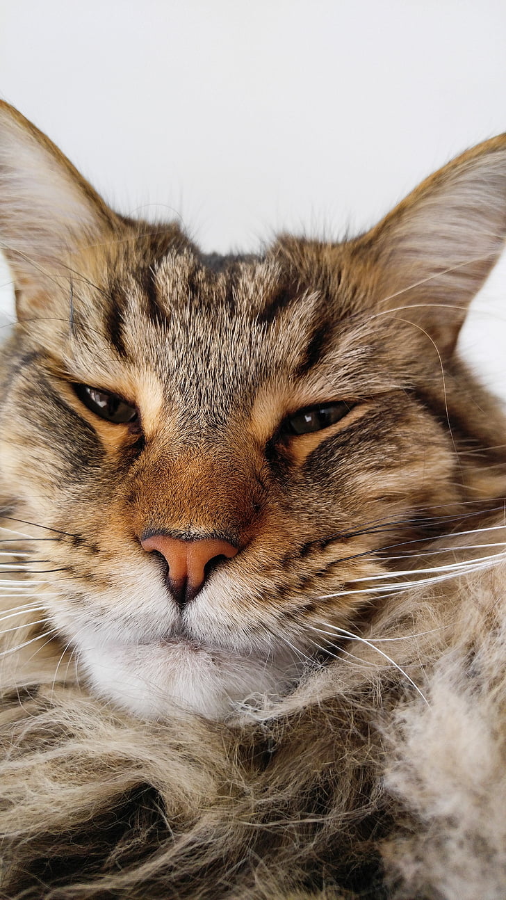 Kot, Maine coon, zwierzętom, największy rasa domator, wielki kot, twarz, nieszczęśliwy