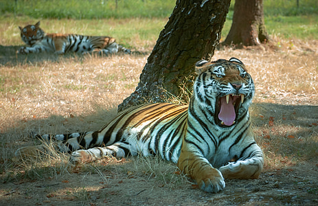 tigre, denti, mettere in pausa, animale, fauna selvatica, mammifero, natura