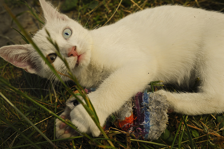 mačka, bela, čudno-oči, gluhe, mucek, modra, rumena