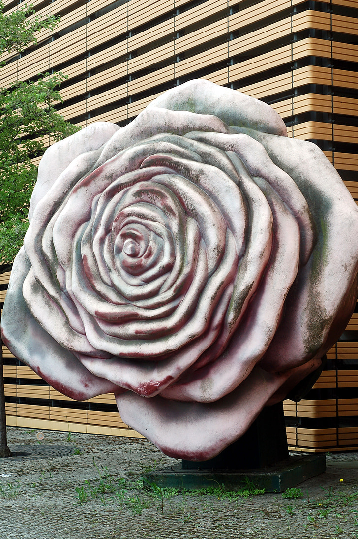 rose, flower, concrete, architecture, the size of the, city