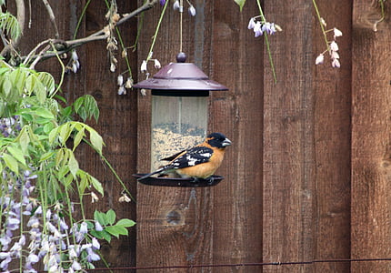pták, Grosbeak, volně žijící zvířata, ptačí, ornitologie, pozorování ptáků