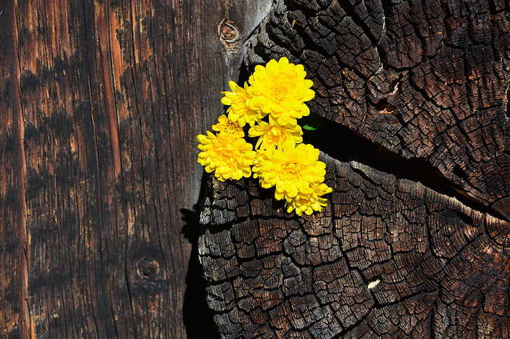chrysanthemums, yellow, wood, background, nature, wood - Material