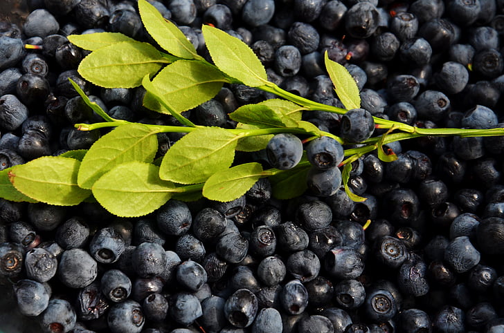 kék, bogyók, fekete áfonya, gyümölcsök, élelmiszer, egészséges, gyümölcs