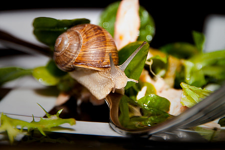 escargot, salade, fourche, repas, en bonne santé, animaux, plaque