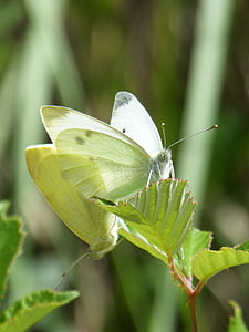 butterfly, blanqueta cabbage, pieris rapae, leaf, couple playback bugs, insects mating, white butterfly