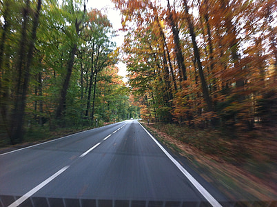 道路, 秋, 速度, 道路, 車を運転して, ドライブ