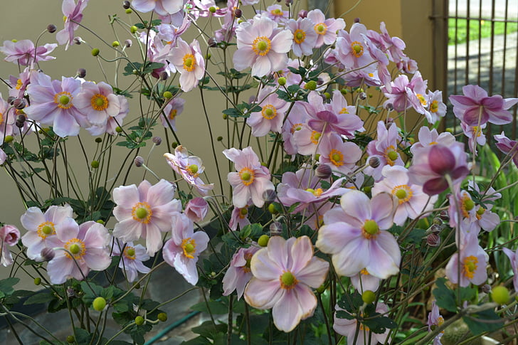 anemonae japonica, kwiaty, jesień