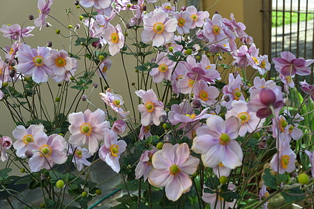 anemonae japonica, fleurs, automne