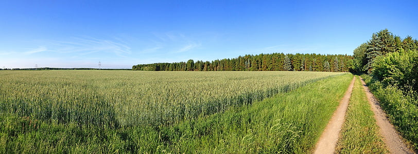 lane, field, away, nature, landscape, panorama, edge of the woods
