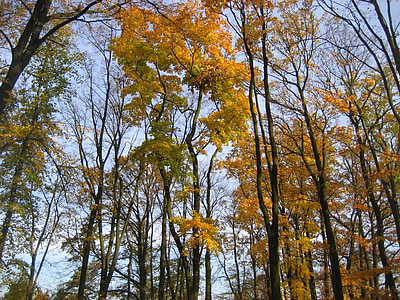 drzewa, lasu, jesień, Natura, naturalne, drewniane, liści