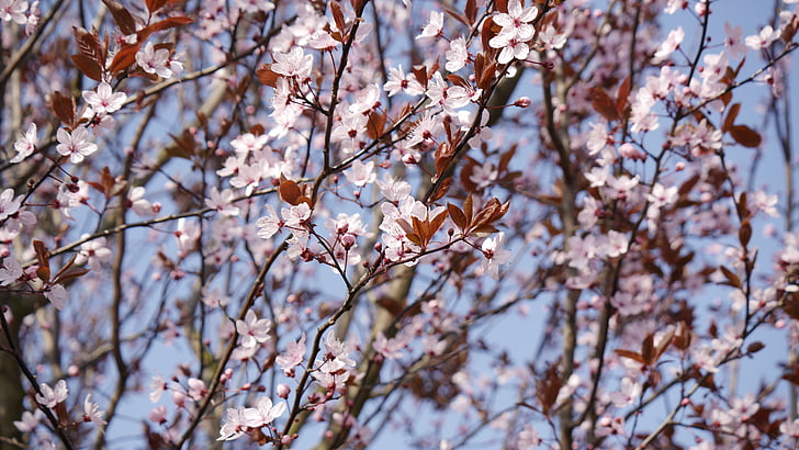 Prunus, cerasifera, rozā, zieds, Bloom, Pavasaris, ziedi