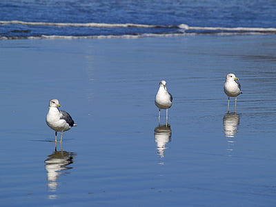 seagulls, beach, water, ocean, pacific, sand, nature
