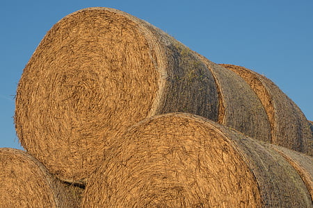 straw, straw bales, round bales, agriculture, bale, cattle feed, hay