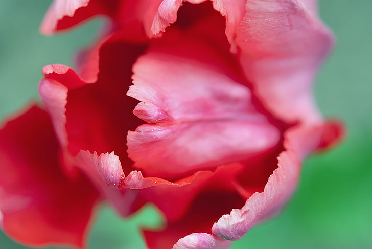 Tulip, rouge, fleur