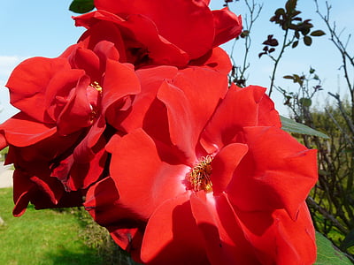 τριαντάφυλλο, κόκκινο, αυξήθηκε ανθίζουν, άνθος, άνθιση, χλωρίδα, οικογένεια τριαντάφυλλου