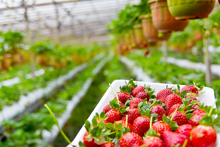 jordgubbe, Plantation, växande, Anläggningen, ekologisk, röd, frukt