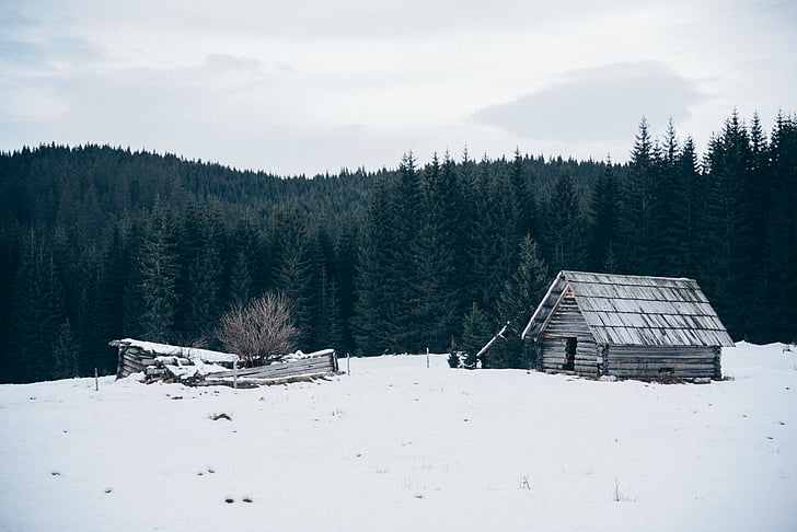 kabina, Les, sníh, stromy, Zimní, Woods