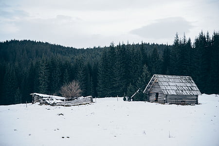 cabin, forest, snow, trees, winter, woods
