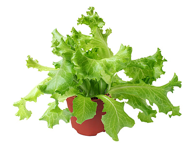 Lactuca, sativa, žalia, daržovių, salotos, šviežios, augalų