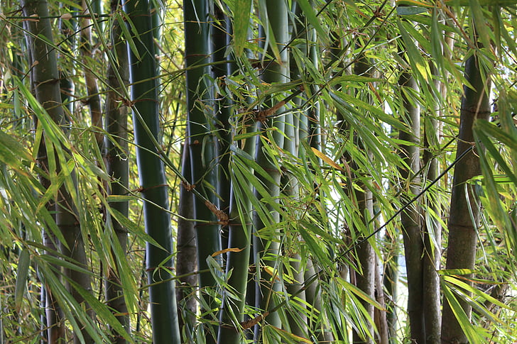 bambusest, loodus, itapetininga, eksootiliste taimede